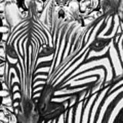I Am So Into You Zebra Love Art Print