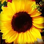 I Love Sunflowers!!! Art Print