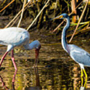 Ibis And The Heron Art Print