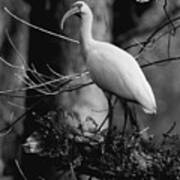 Ibis In Black And White Art Print