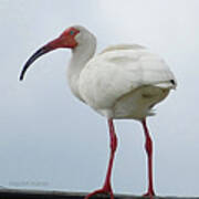 Ibis In The Morning Art Print