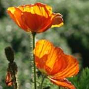 Icelandic Poppies Art Print