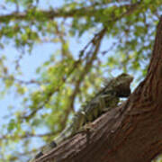 Iguana Climbing Up A Tree Trunk Art Print