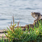 Iguana On The Gulf Stream Waters Art Print