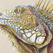 Iguana Portrait Art Print