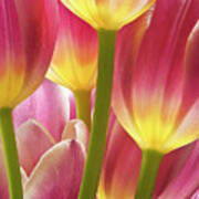 Illumined Tulips Art Print