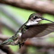 Img_5958 - Ruby-throated Hummingbird Art Print