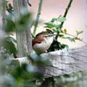 Img_9324-005 - Carolina Wren Art Print