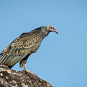 Immature Turkey Vulture 1 Art Print