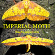 Imperial Moth Educational Art Print