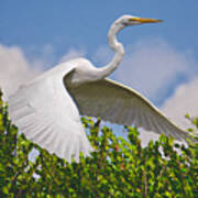 In Flight Art Print