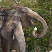 Indian Elephants Eating Snow Art Print