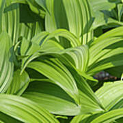 Indian Poke - Veratrum Veride- Art Print