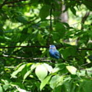 Indigo Bunting Art Print