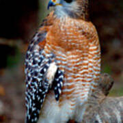 Inquisitive Red Tailed Female Hawk Art Print