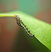 Insect Larva 3 Art Print