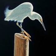 Interlude - Snowy Egret Art Print