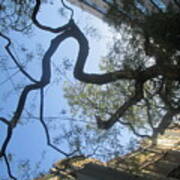Inverted Tree Over Lisbon Art Print