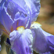 Iris In Blue And Purple Art Print
