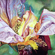 Iris Passion 1993 Art Print