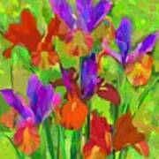 Irises 3 Art Print