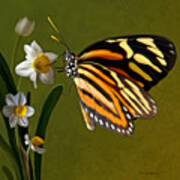 Isabella Tiger Butterfly Art Print