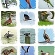 Isles Birds Collage Art Print