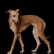 Italian Greyhound Dog Standing  Isolated Art Print