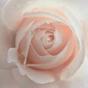 Ivory Peach Pastel Rose Flower Art Print