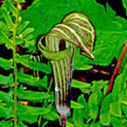 Jack-in-the-pulpit Art Print