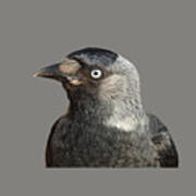 Jackdaw Corvus Monedula Bird Portrait Vector Art Print