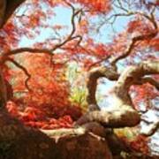 Japanese Maple Tree Art Print