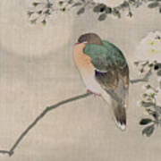 Japanese Silk Painting Of A Wood Pigeon Art Print