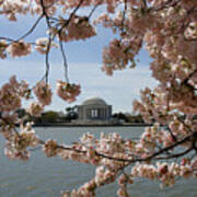Jefferson Memorial Framed By Cherry Blossoms Art Print
