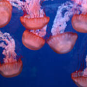 Jellies Art Print