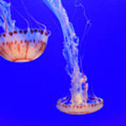 Jellyfish - Monterey Bay Aquarium Art Print