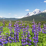 Alaska Summer Panorama Art Print