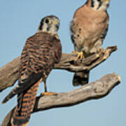 Kestrel Couple Art Print