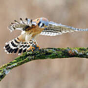Kestrel Falcon Hunting On The Wing Art Print