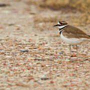 Killdeer - 1893 Art Print