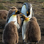 King Penguins And Their Young Art Print