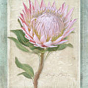 King Protea Blossom - Vintage Style Botanical Floral 1 Art Print