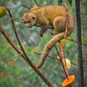 Kinkajou Art Print