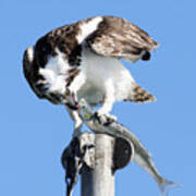 Kiss Of Death -- Osprey Eating A Jacksmelt In Morro Bay, California Art Print