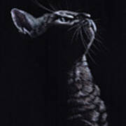 Kitten On Black Art Print
