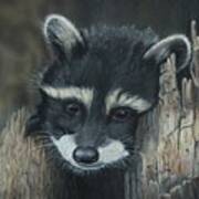 Kit...the Baby Raccoon Art Print