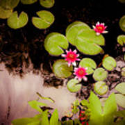 Koi Pond With Water Lilies Art Print
