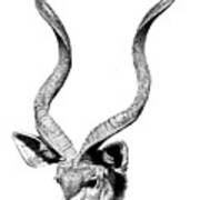 Kudu Art Print