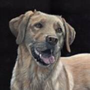 Labrador Portrait Art Print