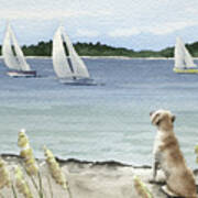 Labrador Retriever Watching The Sailboats Art Print